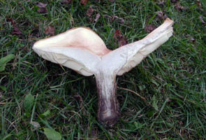 A cross-section shows thick white flesh and broad gills.